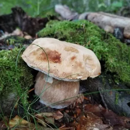 Casa בית נופש *